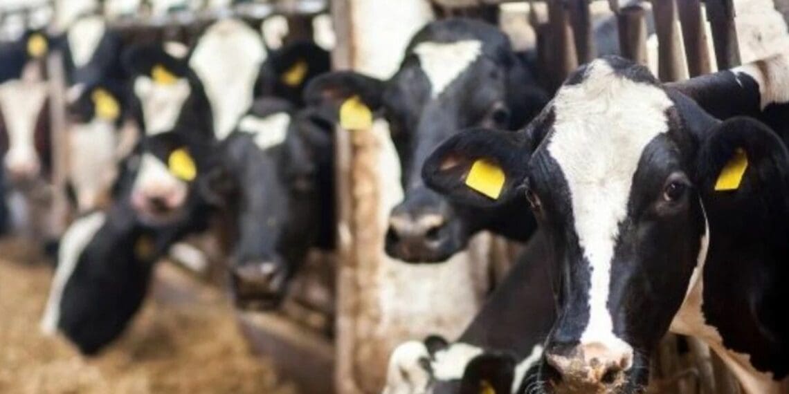 Years after the so-called Estina dairy project was initially launched in the Free State, the provincial government, led by premier Sisi Ntombela, announced that it will finally hand it over to 65 verified farming beneficiaries. Photo: Supplied/Food For Mzansi