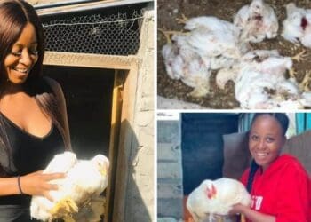 Poultry farmer Sinenhlanhla Ngubane nearly gave up on her farming dream after more than 170 of her chickens were hacked to death in October last year. Photos: Twitter