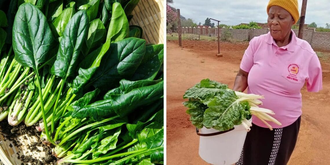 The 66-year-old Dolly Modisagaarekwe started farming following her retirement last year. Photo: Supplied/Food For Mzansi