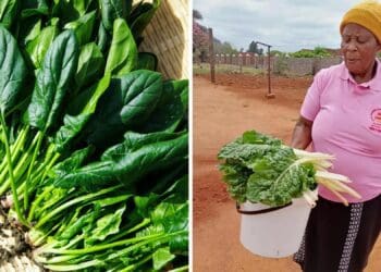 The 66-year-old Dolly Modisagaarekwe started farming following her retirement last year. Photo: Supplied/Food For Mzansi