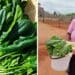 The 66-year-old Dolly Modisagaarekwe started farming following her retirement last year. Photo: Supplied/Food For Mzansi