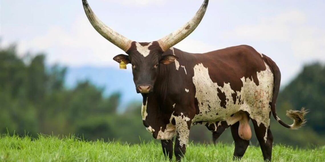 President Cyril Ramaphosa’s Mufasa bull also has a perfectly sized scrotum. Described at an earlier auction as “the best bull on offer”, the Ankole bull was sold for R700 000. Photo: Supplied/National Ankole Live Online Auction
