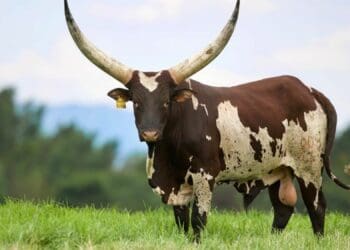 President Cyril Ramaphosa’s Mufasa bull also has a perfectly sized scrotum. Described at an earlier auction as “the best bull on offer”, the Ankole bull was sold for R700 000. Photo: Supplied/National Ankole Live Online Auction