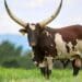 President Cyril Ramaphosa’s Mufasa bull also has a perfectly sized scrotum. Described at an earlier auction as “the best bull on offer”, the Ankole bull was sold for R700 000. Photo: Supplied/National Ankole Live Online Auction