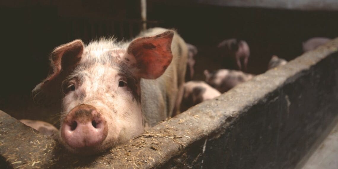 Producers who farm with between 100 and 400 pigs will, most likely, not survive the predicted tough economic outlook for 2022, believes SAPPO. Photo: Supplied/Food For Mzans