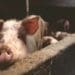 Producers who farm with between 100 and 400 pigs will, most likely, not survive the predicted tough economic outlook for 2022, believes SAPPO. Photo: Supplied/Food For Mzans