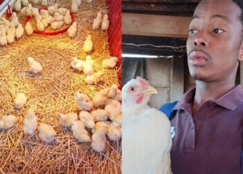 Malesela Molema is not only a rising TikTok star, but also a beginner chicken farmer with great potential. He farms in Nobody Thakgalang, a village in Polokwane, Limpopo. Photo: Supplied/Food For Mzansi