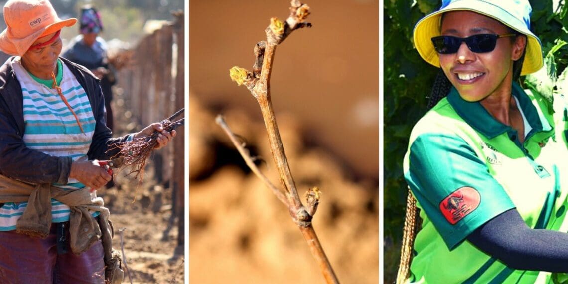 Mase Manopole (far right), the Northern Cape MEC for agriculture, environmental affairs, rural development and land reform, recently visited the Richtersveld Growers farm. Photos: Supplied/Food For Mzansi