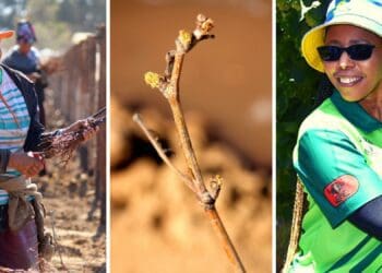 Mase Manopole (far right), the Northern Cape MEC for agriculture, environmental affairs, rural development and land reform, recently visited the Richtersveld Growers farm. Photos: Supplied/Food For Mzansi