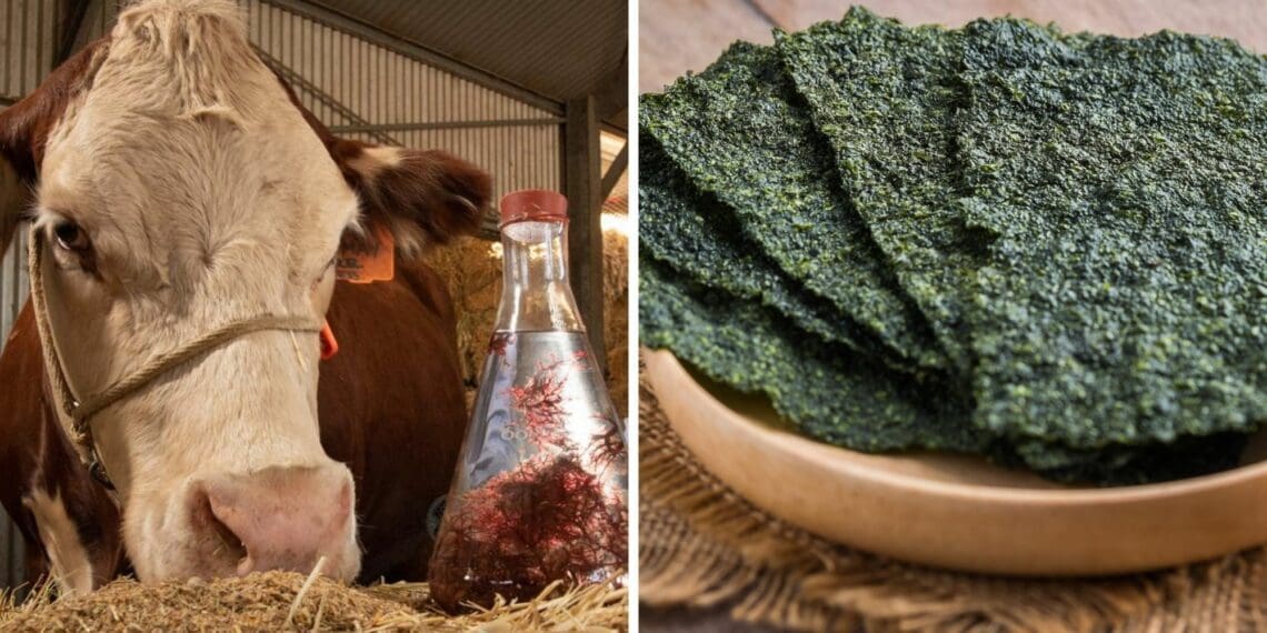 Many researchers have found seaweed to be an ideals solution to not only address climate change concerns, but rising animal feed prices. Photos: Supplied/Food For Mzansi