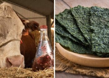 Many researchers have found seaweed to be an ideals solution to not only address climate change concerns, but rising animal feed prices. Photos: Supplied/Food For Mzansi