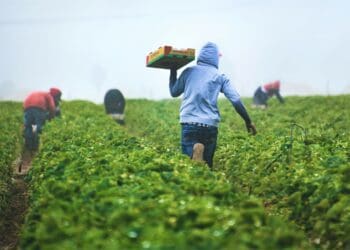 Organised agriculture is asking that government step up its service delivery game to avoid history from repeating itself in 2022. Photo: Supplied/Unsplash