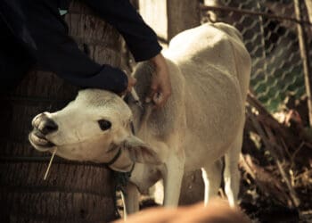 Animal disease experts have called on farmers to move their livestock from low-lying areas after heavy rains to avoid a bluetongue disease outbreak. Photo: Supplied/Food For Mzansi