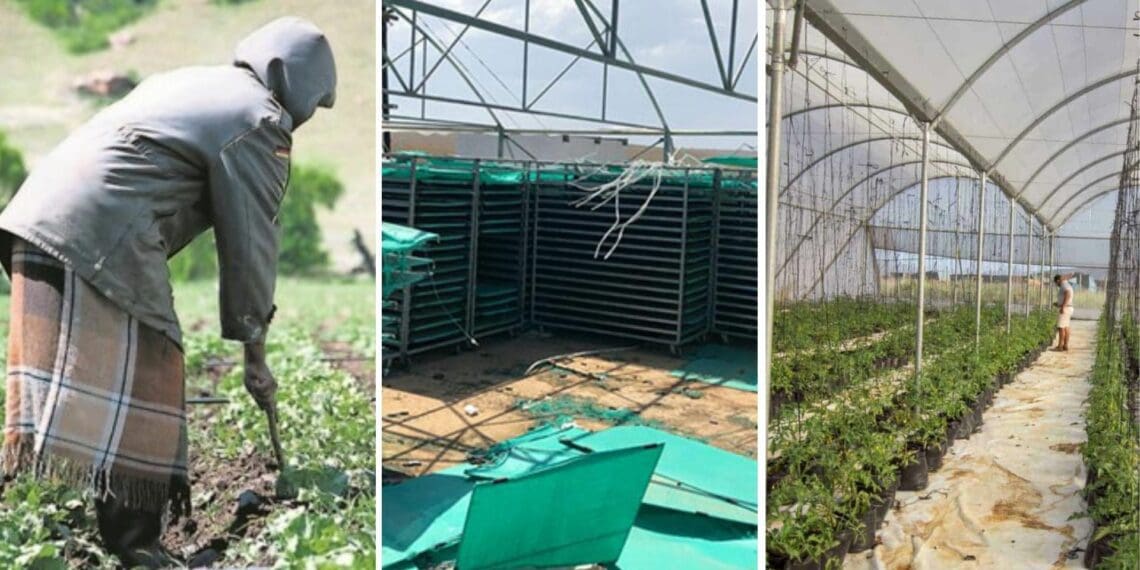 Agricultural minister Thoko Didiza says that, while the agri-parks model has not taken root, they are working to reignite it once more. Photo: Supplied/Food For Mzansi
