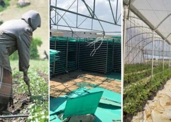 Agricultural minister Thoko Didiza says that, while the agri-parks model has not taken root, they are working to reignite it once more. Photo: Supplied/Food For Mzansi