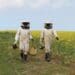 Honeybee Heroes beekeepers in full safety gear tending to hives. Photo supplied/Food For Mzansi