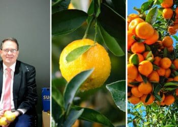 Citrus Growers Association incoming Board Chairman, Hannes de Waal. Photo: Supplied/Food For Mzansi