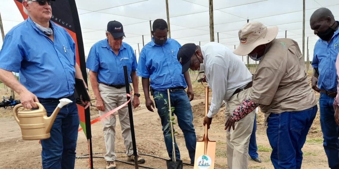 Examples of stellar partnerships facilitated by the Vumelana Advisory Fund include the Moletele CPA in Limpopo. Photo: Supplied/Food For Mzansi