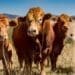 Not all environments and areas suit all animals. Here's some expert advice to consider before you start your livestock production. Photo: Supplied/Food For Mzansi