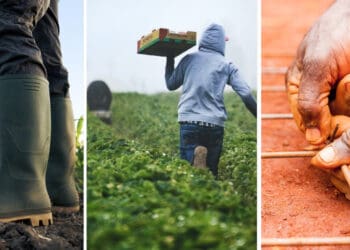 Mzansi's new farmer register aims to help the agri department better understand and support farmers in South Africa. Photos: Supplied/Food For Mzansi