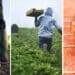 Mzansi's new farmer register aims to help the agri department better understand and support farmers in South Africa. Photos: Supplied/Food For Mzansi