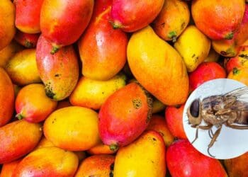 High rainfall in many mango-producing areas has created circumstances perfect for infestations of adult oriental fruit flies. The department of agriculture has issued pest control guidelines