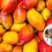 High rainfall in many mango-producing areas has created circumstances perfect for infestations of adult oriental fruit flies. The department of agriculture has issued pest control guidelines