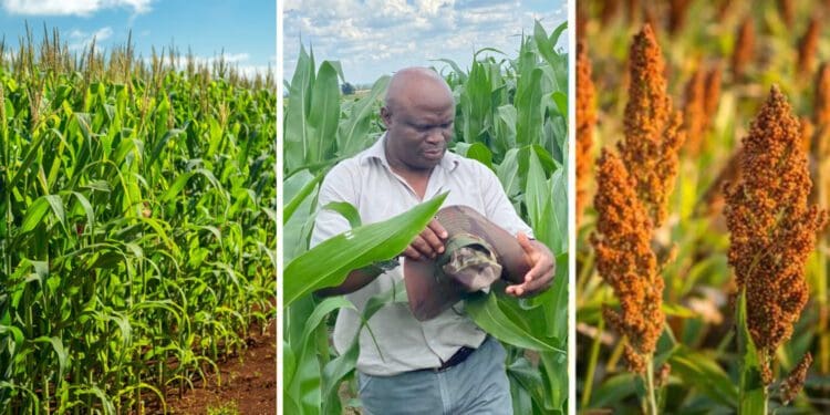 Black farmers to embrace ‘untapped grain opportunities’ - Food For Mzansi