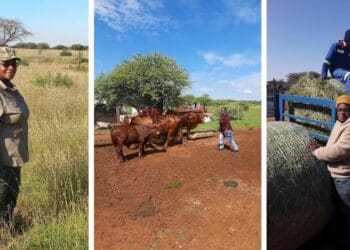 Award-winning Northern Cape farmer Maria Kantwan believes that young people should enjoy better support from government in ensuring that their business are sustainable. Photo: Supplied/Food For Mzansi