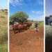 Award-winning Northern Cape farmer Maria Kantwan believes that young people should enjoy better support from government in ensuring that their business are sustainable. Photo: Supplied/Food For Mzansi