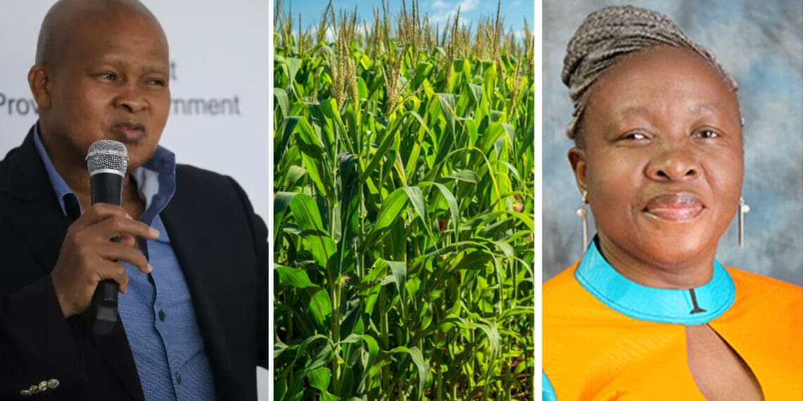While government intends to prioritise investment in agricultural infrastructure and facilities, black grain farmers seek better support to accelerate their businesses. Photo: Supplied/Food For Mzansi