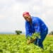 Farming trainer and mentor Portia Mahlobo, monitoring the progress of an award-winning farming cooperative called You Reap What You Sow in Mohlakeng, Randfontein. Photo: Magnificent Mndebele/Food For Mzansi