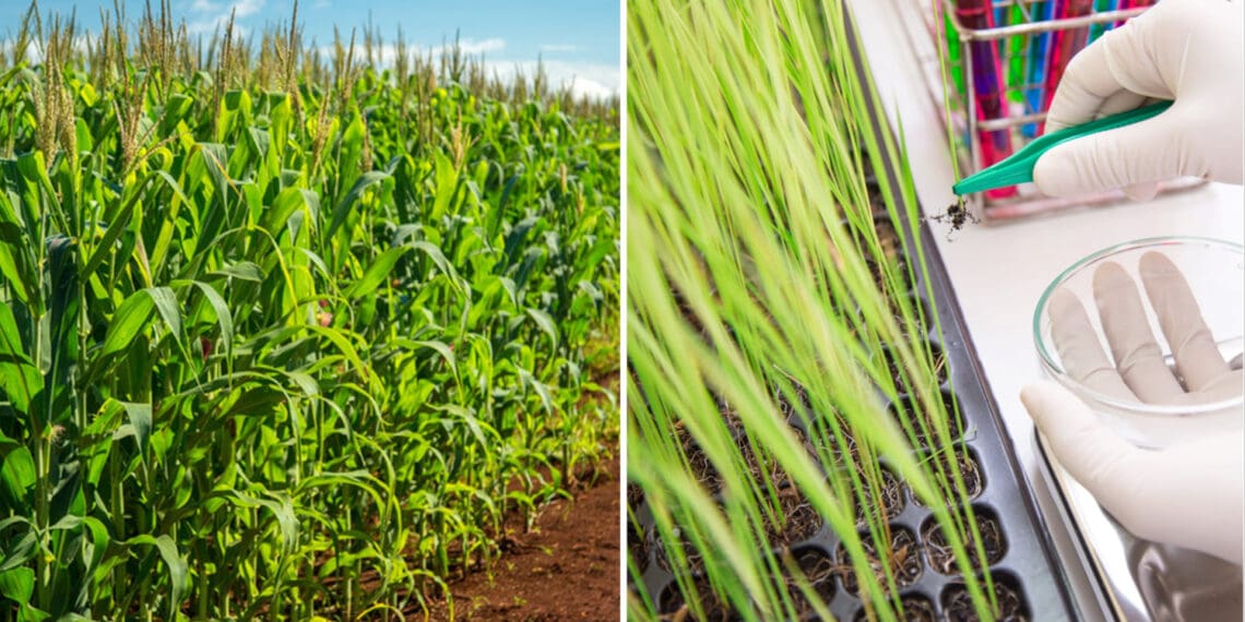 South Africa is known for farming with GMO maize, but not all techniques used to breed more resilient plants should be classified as genetic modification, say industry players. Photos: Supplied/Food For Mzansi/Sansor