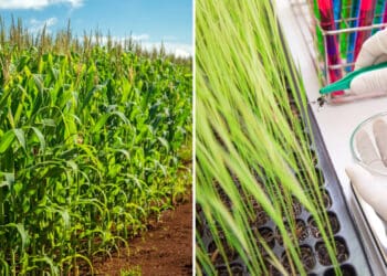 South Africa is known for farming with GMO maize, but not all techniques used to breed more resilient plants should be classified as genetic modification, say industry players. Photos: Supplied/Food For Mzansi/Sansor