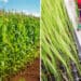 South Africa is known for farming with GMO maize, but not all techniques used to breed more resilient plants should be classified as genetic modification, say industry players. Photos: Supplied/Food For Mzansi/Sansor