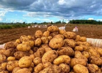 Potato farmers are harvesting, but not all are of good quality. Photo: Supplied/Food For Mzansi
