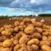 Potato farmers are harvesting, but not all are of good quality. Photo: Supplied/Food For Mzansi