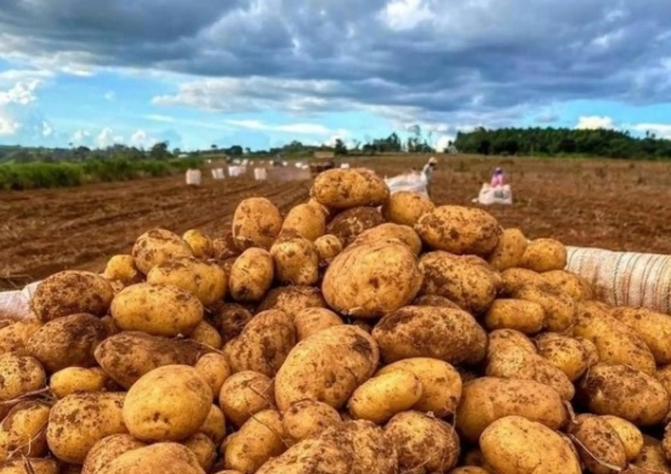 No industry standards for Kenyan potato growers - Vimarsana News