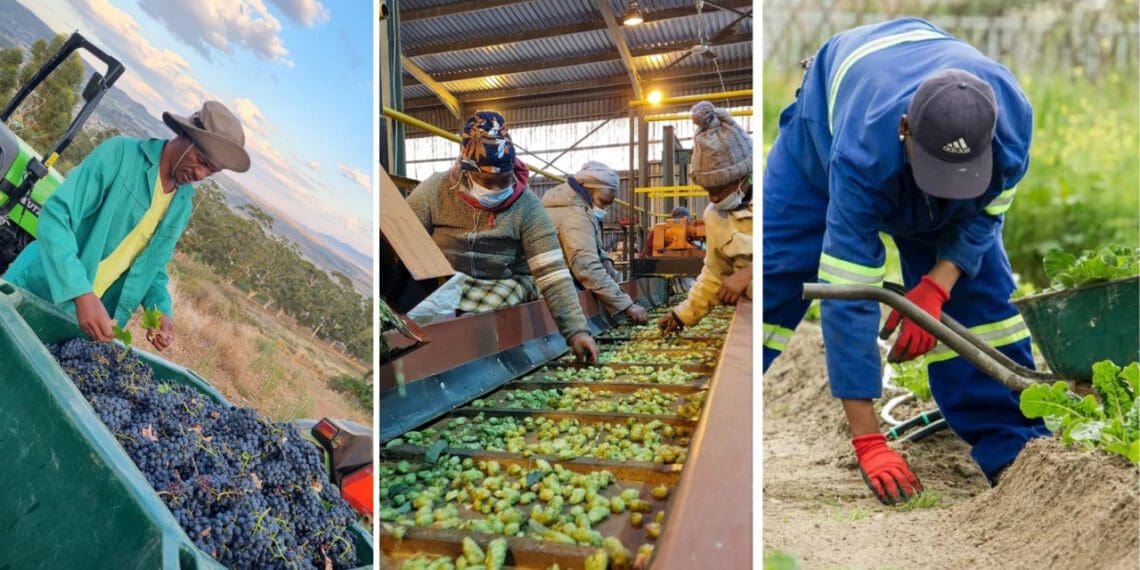 The agricultural sector has been resilient amid economic pressures but leaders in the sector have called on government to create a more conducive environment going forward. Photos: Supplied/Food For Mzansi