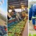 The agricultural sector has been resilient amid economic pressures but leaders in the sector have called on government to create a more conducive environment going forward. Photos: Supplied/Food For Mzansi