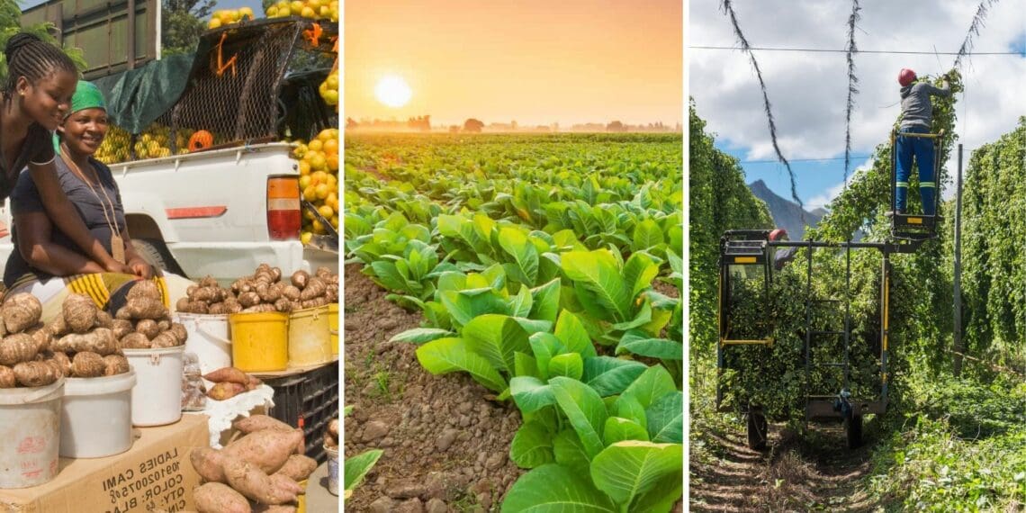 Informal traders and tobacco, hop and wine grape farmers were among the South Africans hardest hit by the National State of Disaster. Photos: Supplied/Food For Mzansi