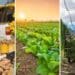 Informal traders and tobacco, hop and wine grape farmers were among the South Africans hardest hit by the National State of Disaster. Photos: Supplied/Food For Mzansi
