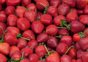 The 101 of strawberry farming
