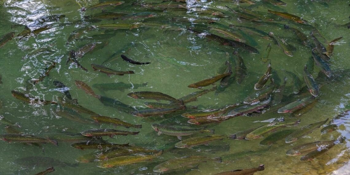 The eThekwini Maritime Cluster helps young people gain skills in the freshwater aquaculture and aquaponics industry. Photo: Supplied/Food For Mzansi
