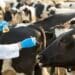 South Africa has reported a shortage of animal vaccines as Onderstepoort Biological Products (OBP) tries to fix production issues. Photo: Supplied/Food For Mzansi