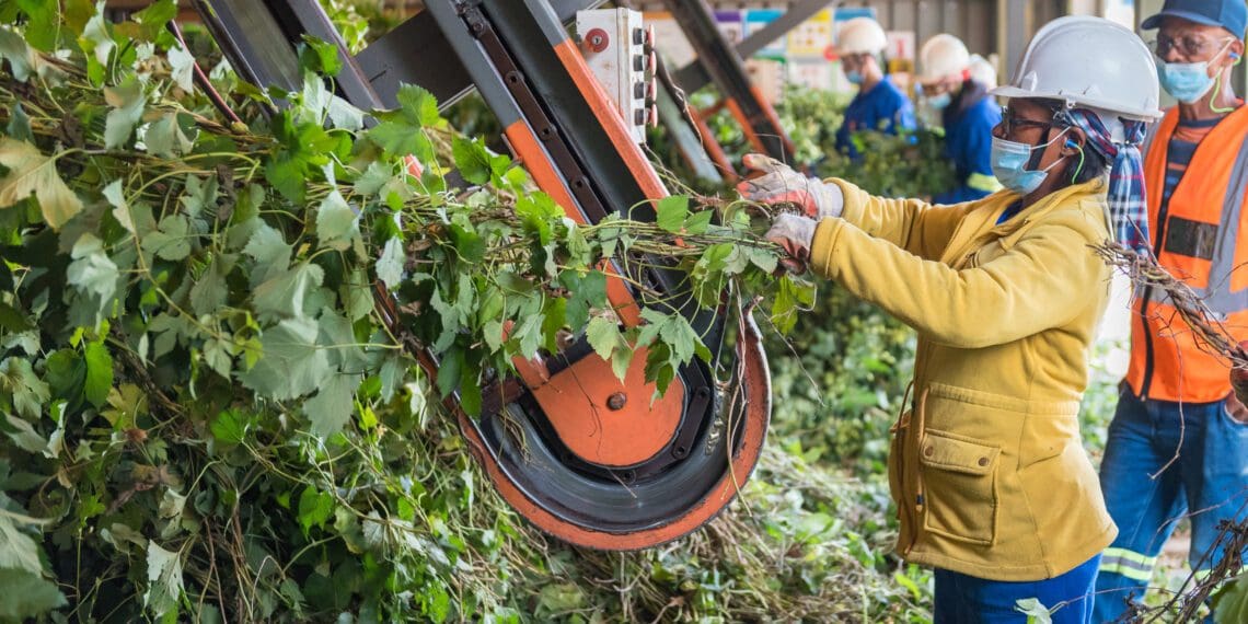 The employment result for the fourth quarter of 2021, experts say are indicative of the growing importance of agriculture to job creation. Photo: Supplied/Food For Mzansi