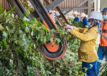 The employment result for the fourth quarter of 2021, experts say are indicative of the growing importance of agriculture to job creation. Photo: Supplied/Food For Mzansi