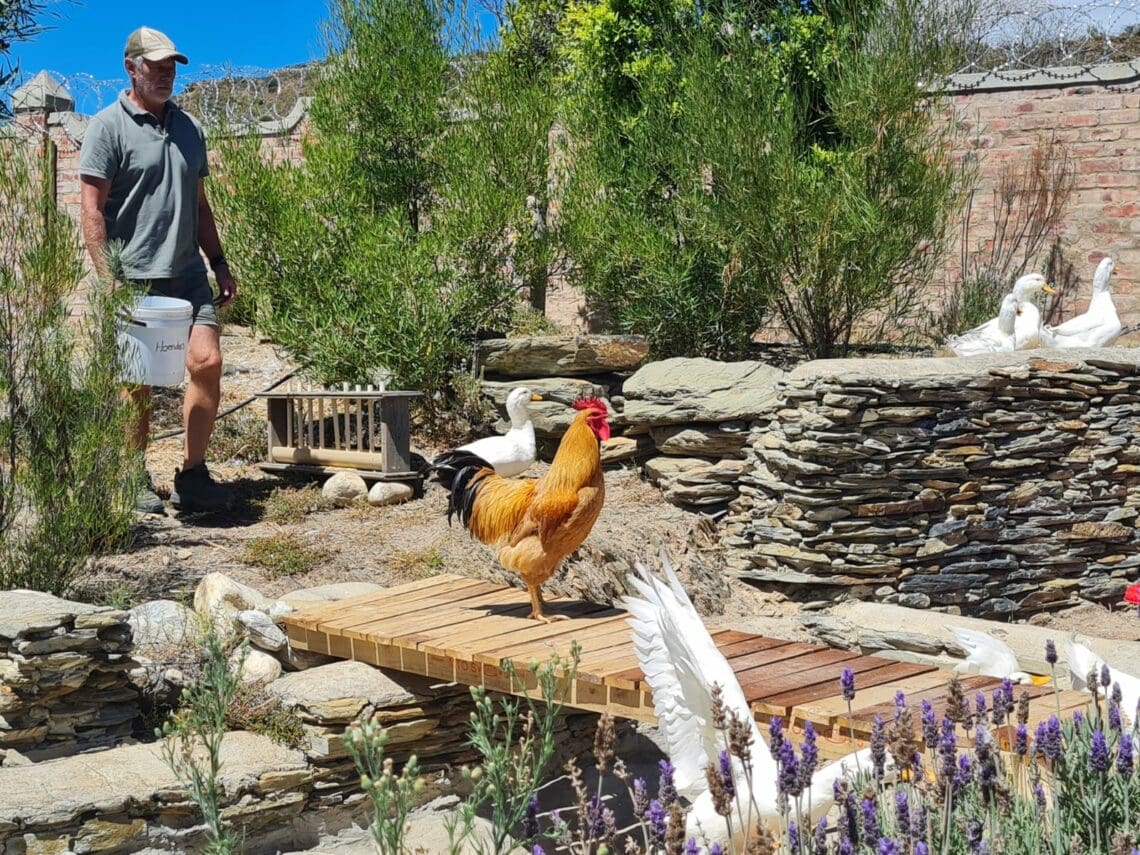 What you need to know about duck farming - Food For Mzansi