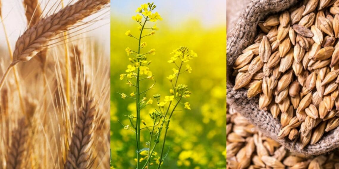 winter crop