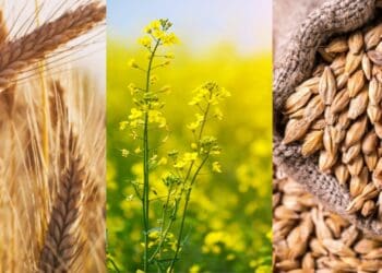 winter crop